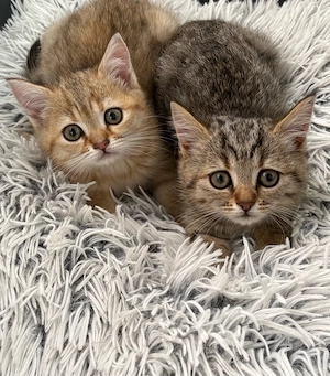 Britische  kurzharige Katzen 