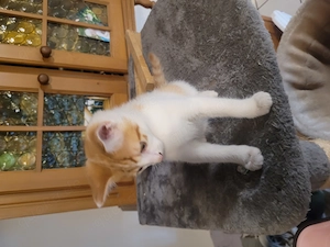 Kleiner Kater sucht neuen Kuschelplatz