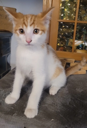 Kleiner Kater sucht neuen Kuschelplatz
