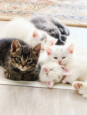 5 süße Babykatzen suchen ein liebevolles Zuhause