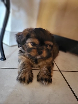 Shizupekinese