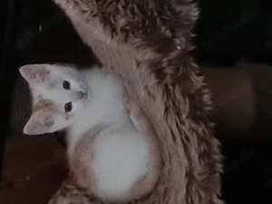 Katzenkinder gegen Schutzgebühr