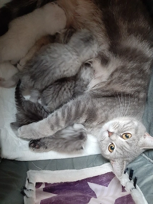 BKH-Kitten British Kurzhaar suchen ab September ein liebevolles Zuhause   