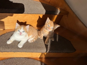 Perser-Main-Coon-Mix