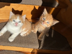 Perser-Main-Coon-Mix