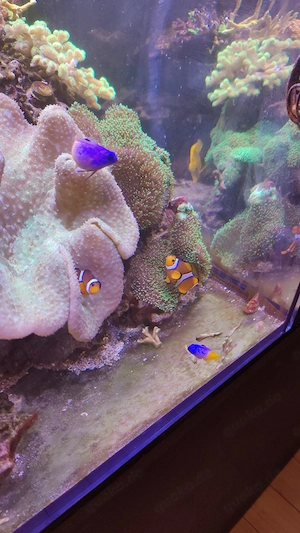 Clownfische 3 Stück Meerwasser 