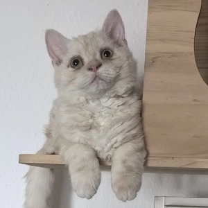 Kleiner Selkirk Rex Kater ist so süß und niedlich 