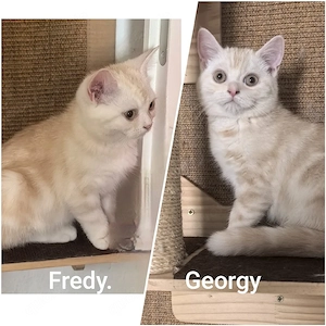 Die kleinen Kater sind so süß und niedlich 
