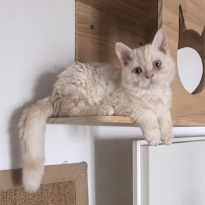 Kleiner Selkirk Rex Kater ist so süß und niedlich 