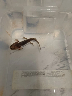 3 Axolotl (Weißling & Wildling), 