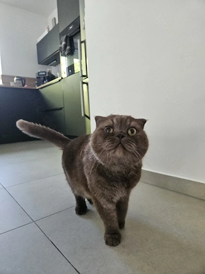 BKH Kater sucht neues liebevolles zu Hause