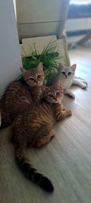 BKH Kitten mit Stammbaum