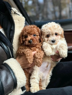 Maltipoo-Welpen