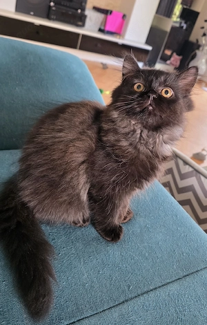Perser Kitten Weibchen Auszugbereit 