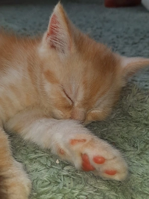 bkh kitten 