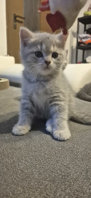 Reinrassige BKH Kitten 