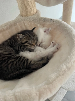 BKH britisch kurzhaar Kitten 