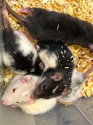 Ratten Böckchen