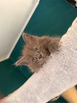 1 Edelmix Mädchen Blh Maine Coon auszugsbereit