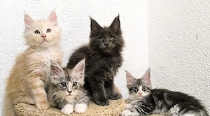 Wunderschöne Maine Coon Kitten creme 