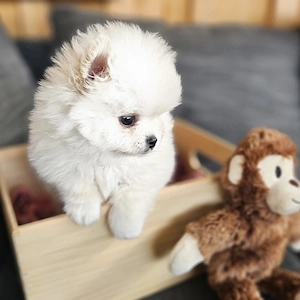 Zwergspitz Pomerian