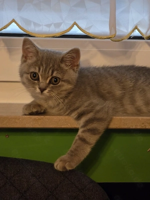 Katzenbaby wegen Allegie schweren Herzens abzugeben. 