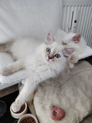 BLH Kitten mit blaue Augen, mit Impfpass,abgabebereit 