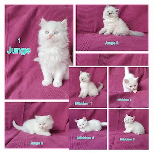 Bkh-Perser Mix Kitten 