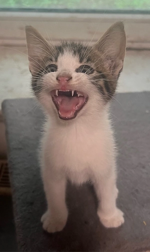 Junge Kater