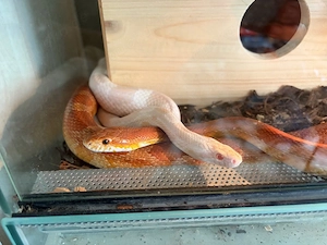 2 Kornnattern