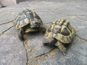2 Griechische Landschildkröte Testudo hermanii weiblich und männlich