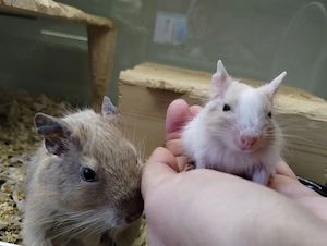 Mega tolle Bad Boys Degu Buben,viele Farben:blue-non,schoko&sand-Schecken suchen Zuhause im Glück