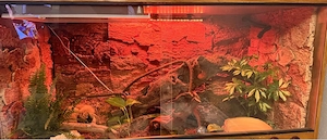 ball python mit Radium alles automatisch