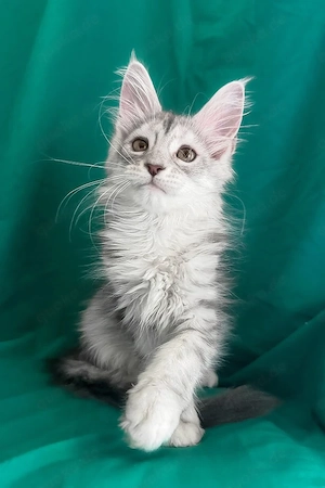 Ein süßes, 3 Monate zelina Maine-Coon-Kätzchen sucht ein liebevolles Zuhause für immer.   