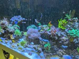 Paraluteres Prionurus Schwarzsattel Feilenfische Mimikry