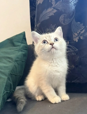 BKH kitten 