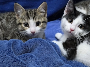 kitten Katzenbabys getigert schwarz weiß Babykatze