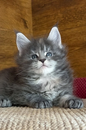 Ein süßes, 3 Monate altes Maine-Coon-Kätzchen sucht ein liebevolles Zuhause für immer.   