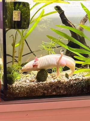 zwei Axolotl mit Aquarium 160 l 