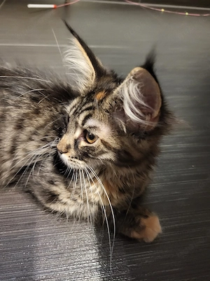 Kitten von xxl Coonis und Champions in der Abstammung 