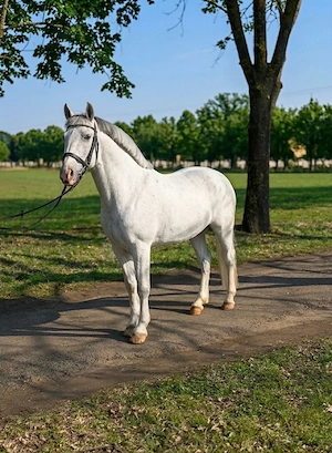 kinderfreundliches Pony