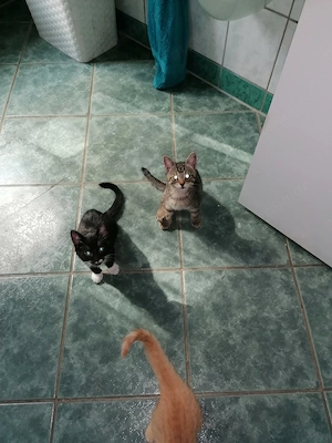 Main coon Mix Katerchen 