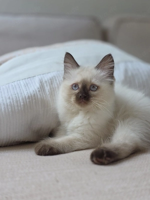 BKH Colourpoint mit blauen Augen Kitten Mädchen 