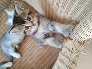 Britische Kurzhaar kitten Bhk abzugeben