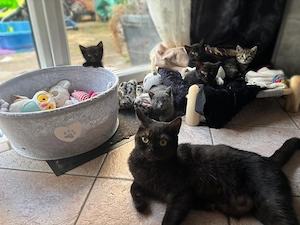 BKH EKH-Kitten ab August abzugeben
