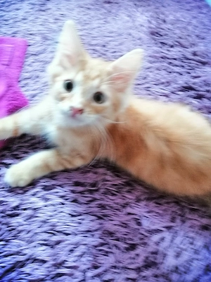 Baby kater