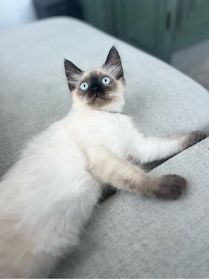 heilige birma kitten kater 