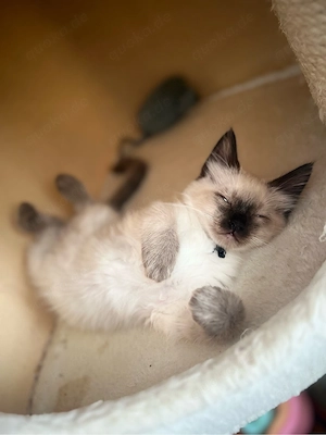heilige birma kitten kater 