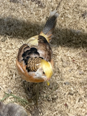 Goldfasan 