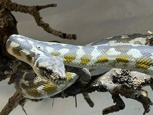 2.0 Papua-Teppichpythons (Morelia spilota harrisoni)   2018 & 2021, ca. 2,0 2,2 m